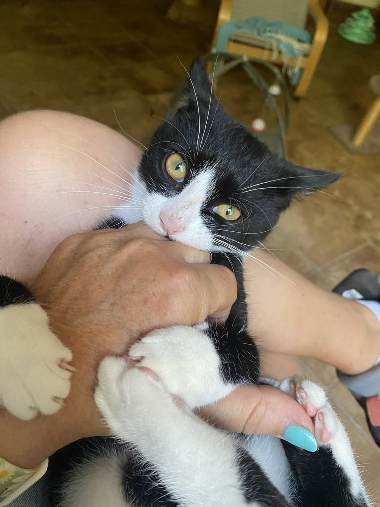 Chat en train de jouer avec une main à la pension Un Rêve de Chat