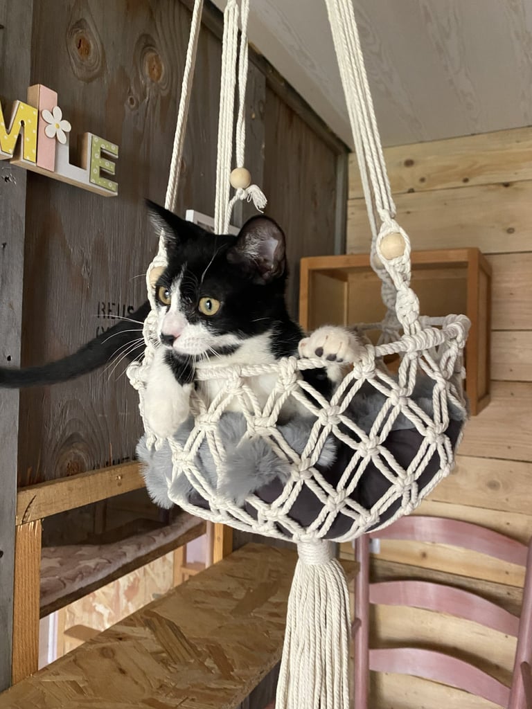 Chat dans chambre individuelle à la pension Un Rêve de Chat