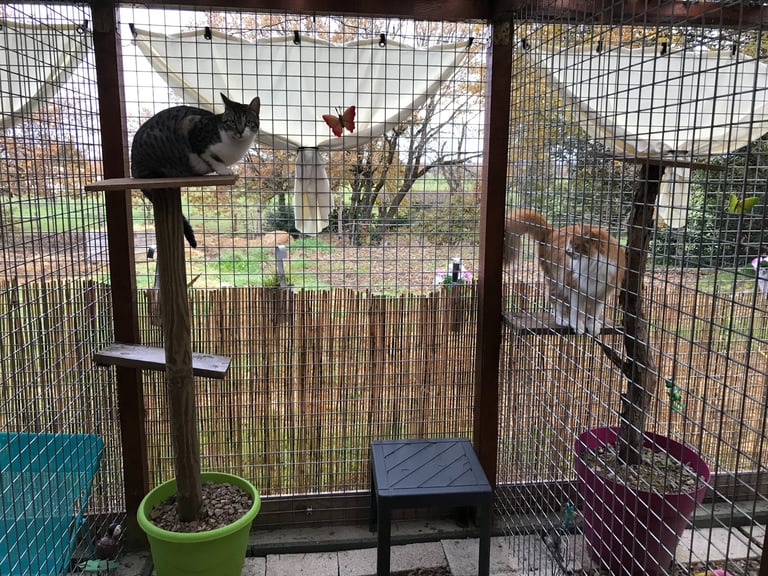 Chats dans les jardins de la pension Un Rêve de Chat