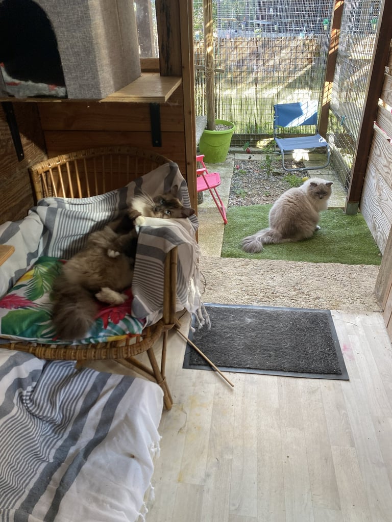 Chats de la même famille dans une chambre de la pension Un Rêve de Chat