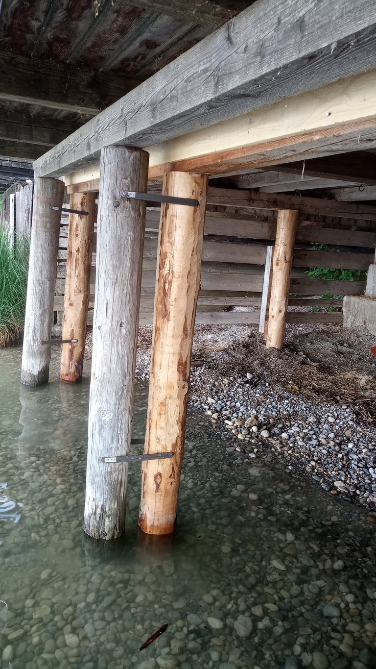 Holzpfähle mit Metalllaschen tragen ein Ufersteg-Fundament am Ammersee im seichten Wasser.