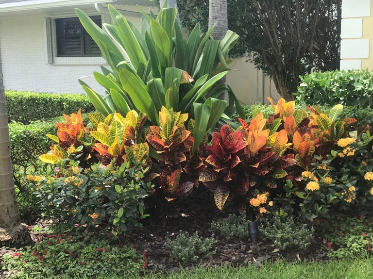 Vibrant garden landscape featuring colorful croton plants and lush tropical greenery.