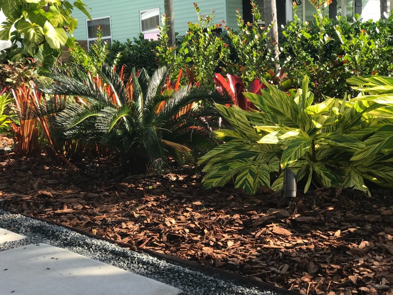 Tropical garden landscaping with sago palm and variegated ginger in mulch beds.