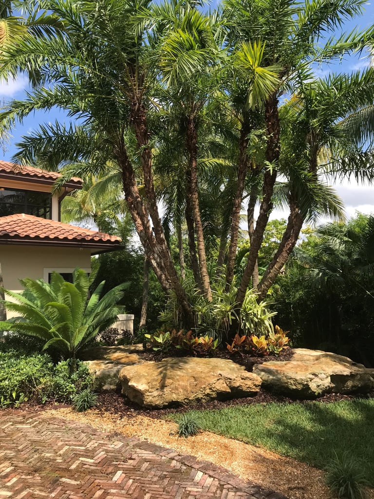 Tropical landscape design featuring large palm trees, sago palms, and boulders next to a brick path.