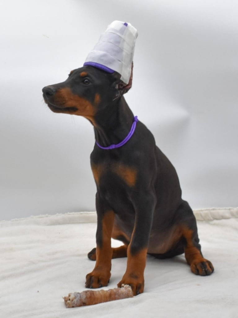 DOBERMAN PINSCHER