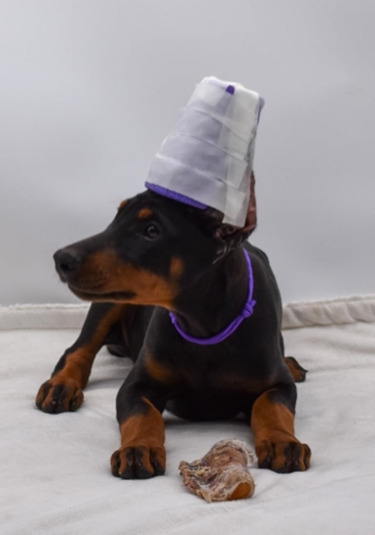 DOBERMAN PINSCHER