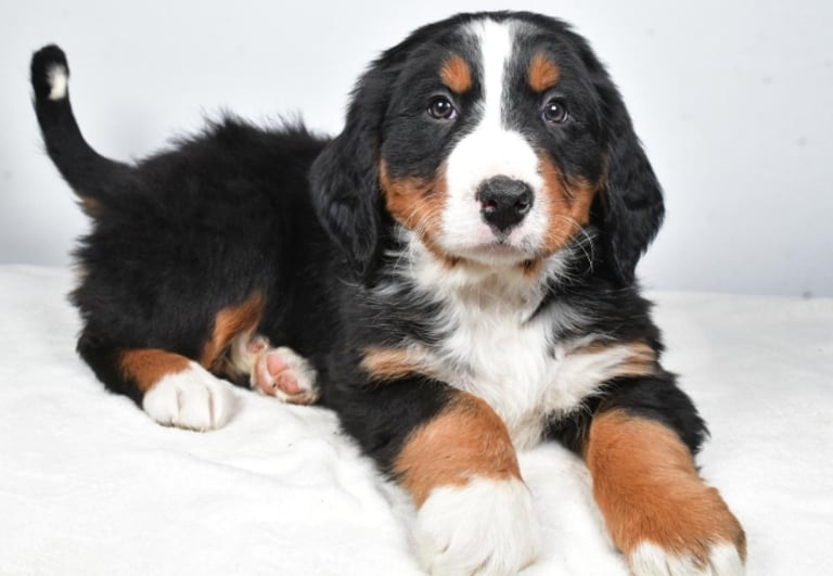 Bernese Mountain