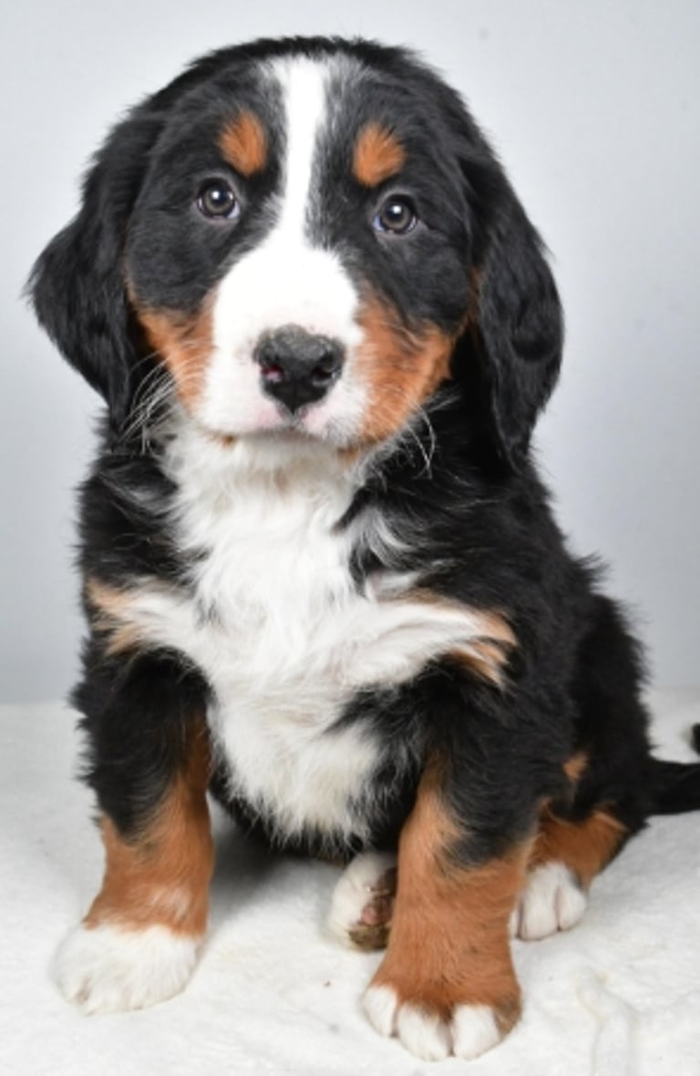 Bernese Mountain