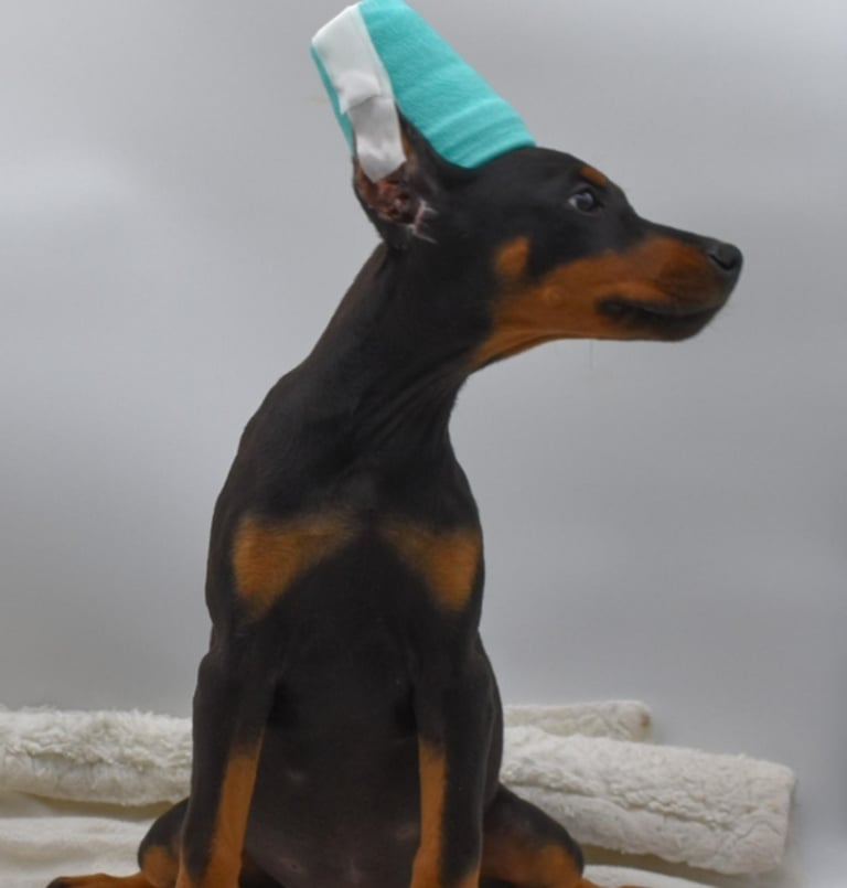 DOBERMAN PINSCHER