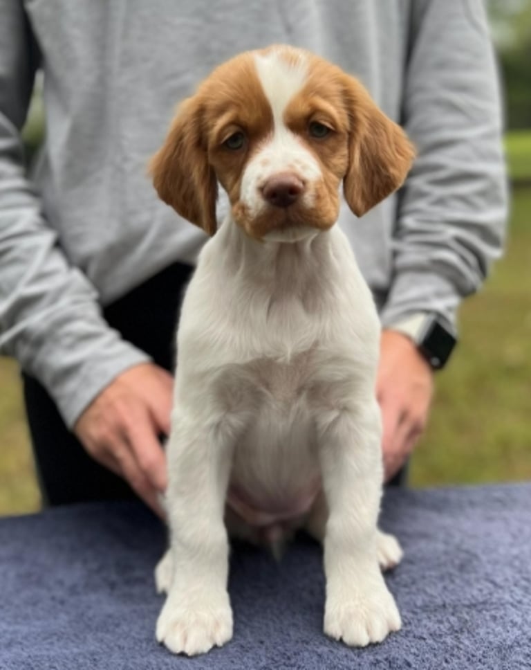 Brittany Spaniel