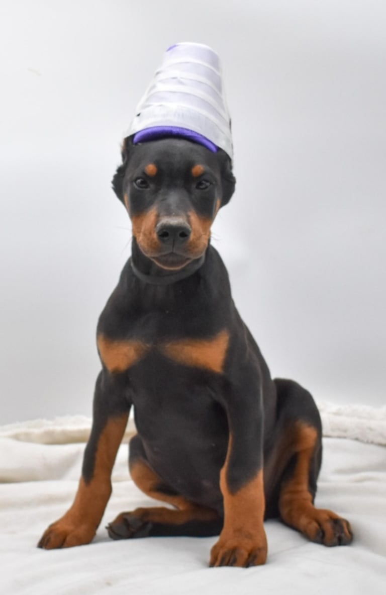 DOBERMAN PINSCHER