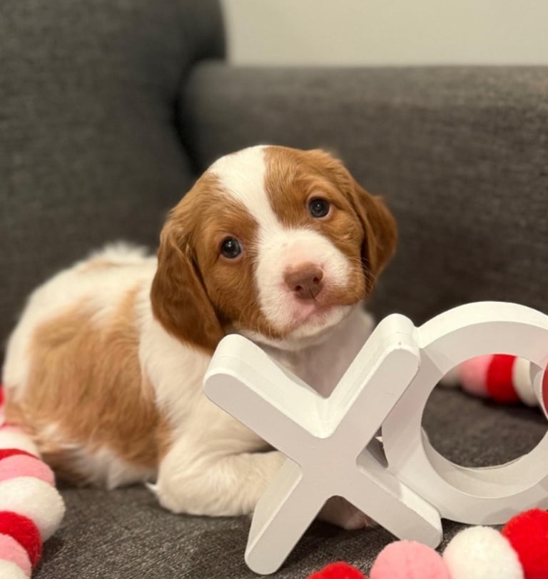 Brittany Spaniel