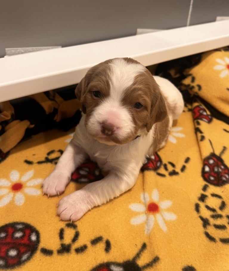 Brittany Spaniel