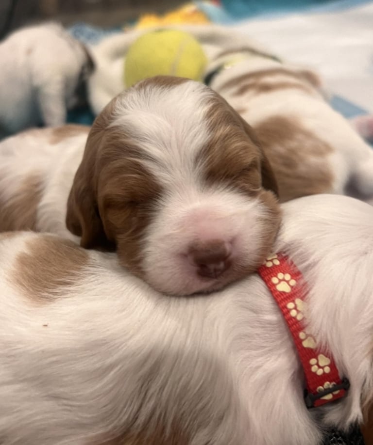 Brittany Spaniel