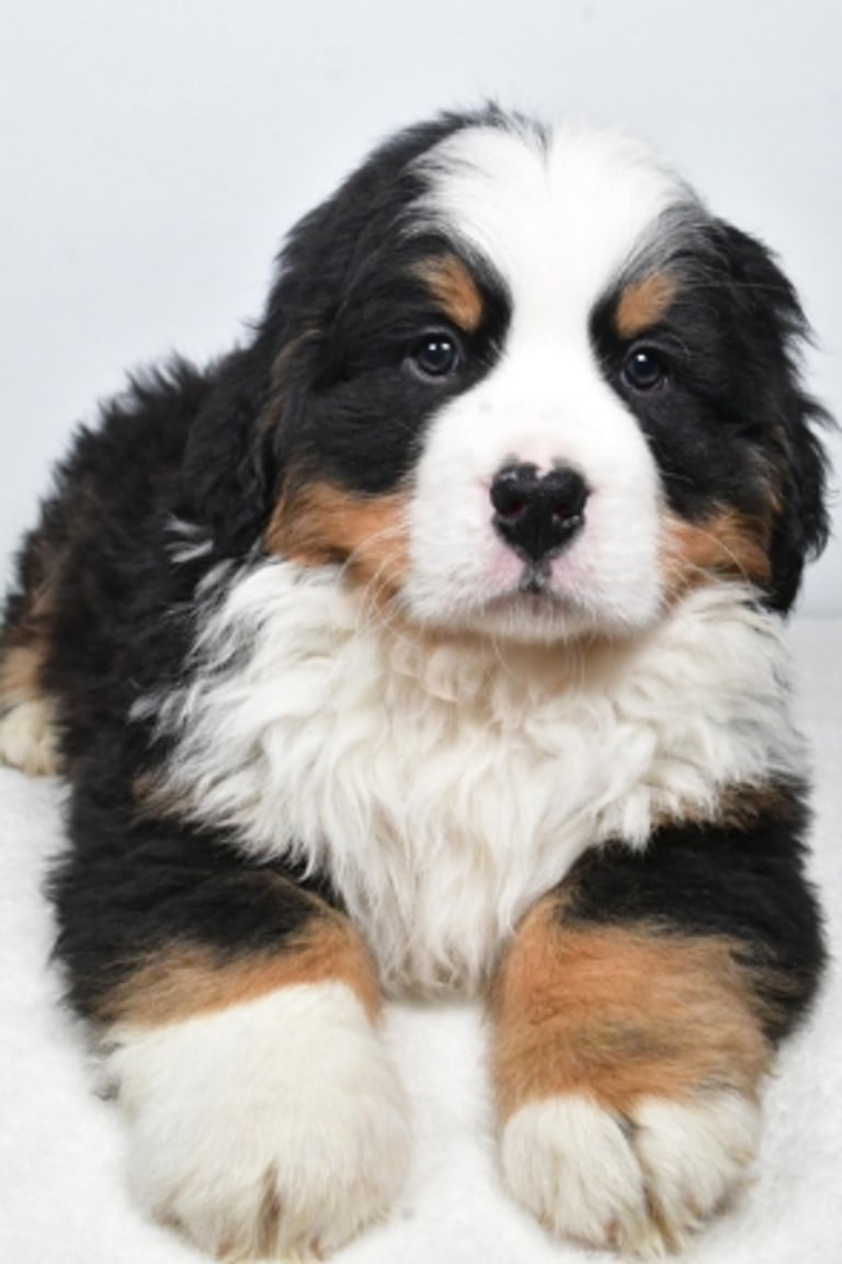 Bernese Mountain