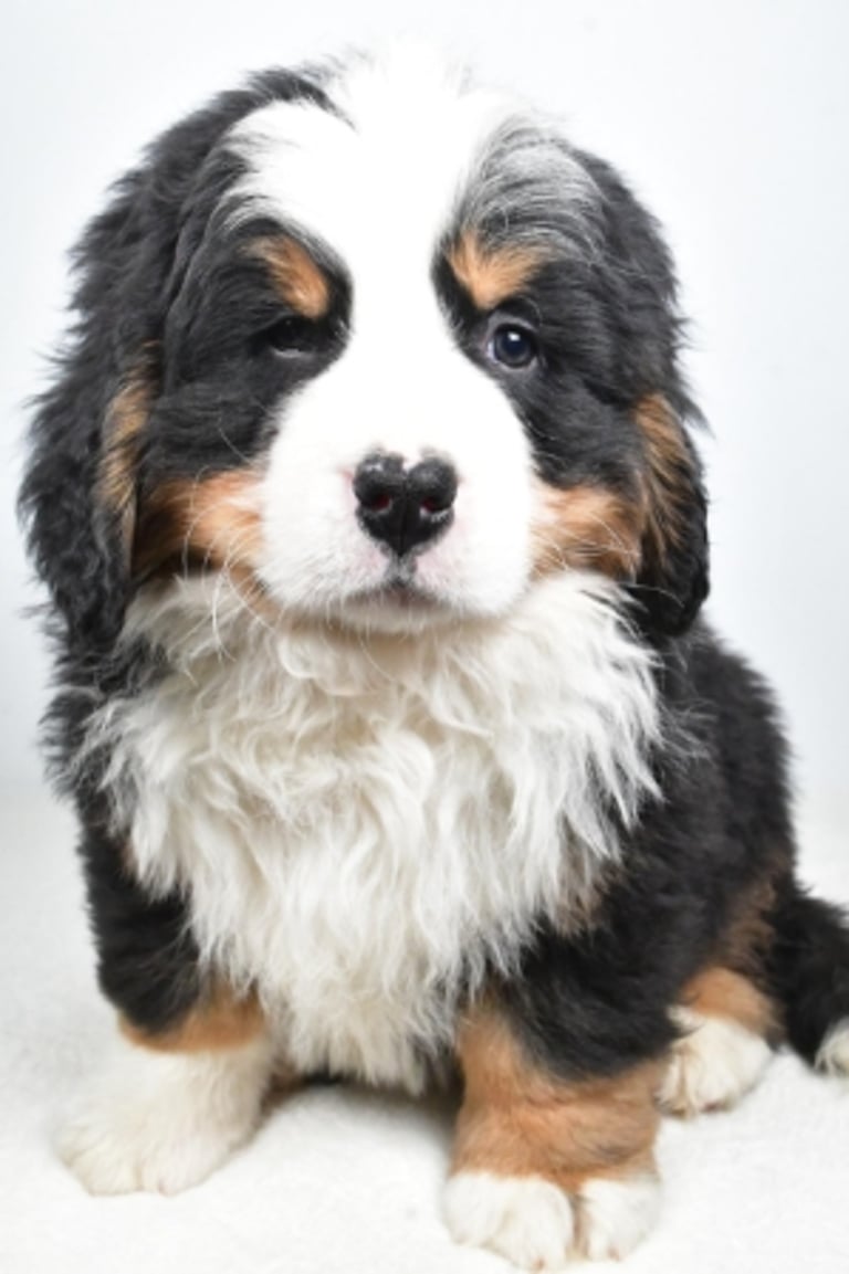 Bernese Mountain