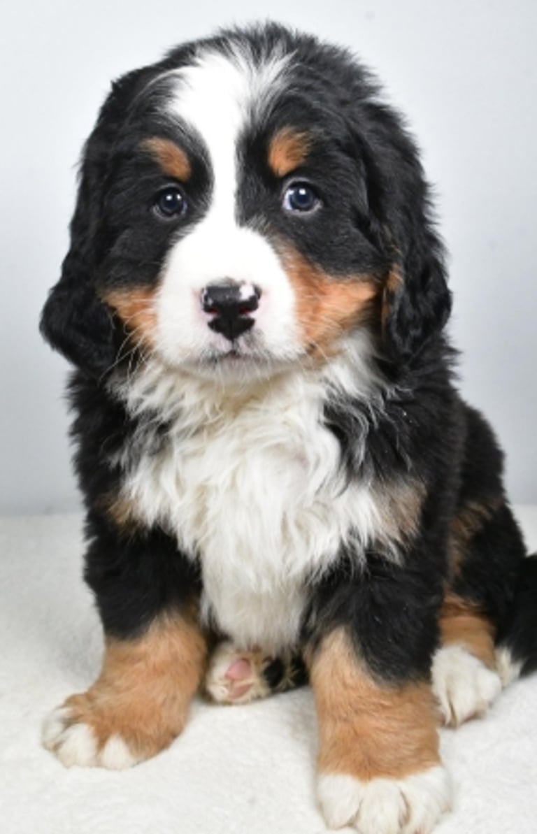 Bernese Mountain