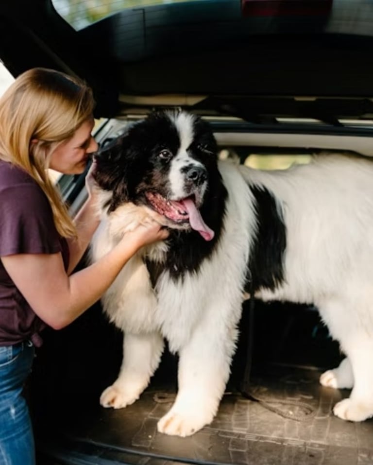 Bernese Mountain Dog puppies