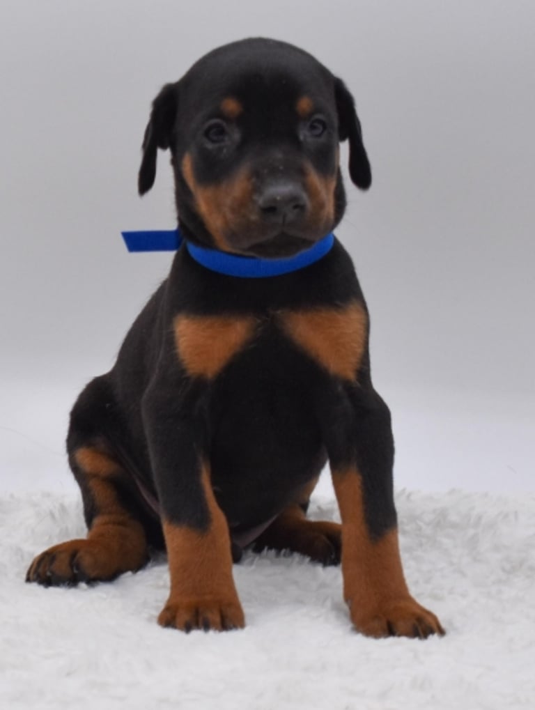 DOBERMAN PINSCHER