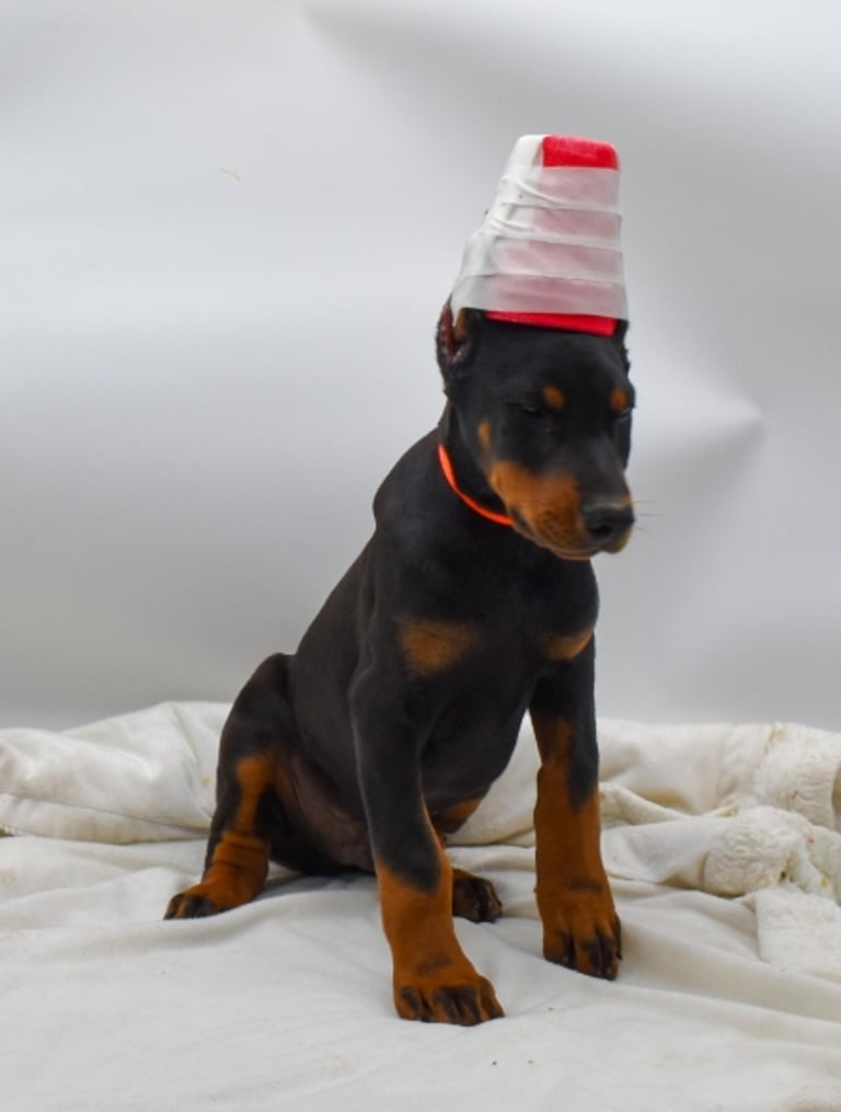 DOBERMAN PINSCHER