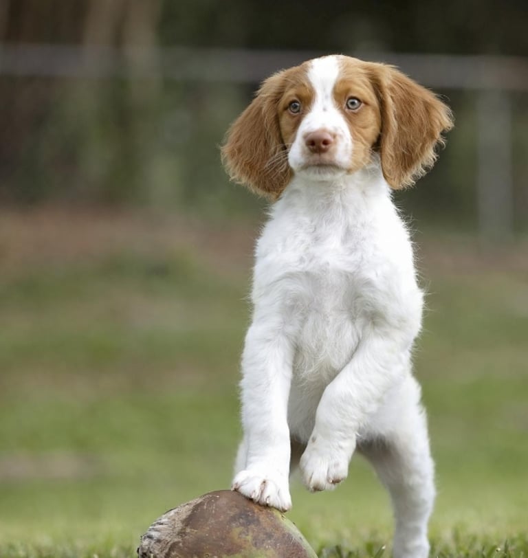  Brittany Spaniel