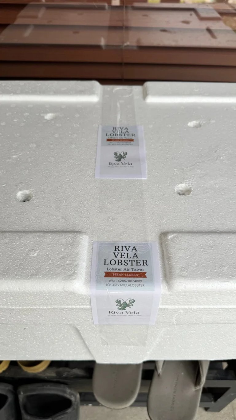 Riva Vela’s temperature-controlled lobster packaging to ensure high survival rates and meat quality 