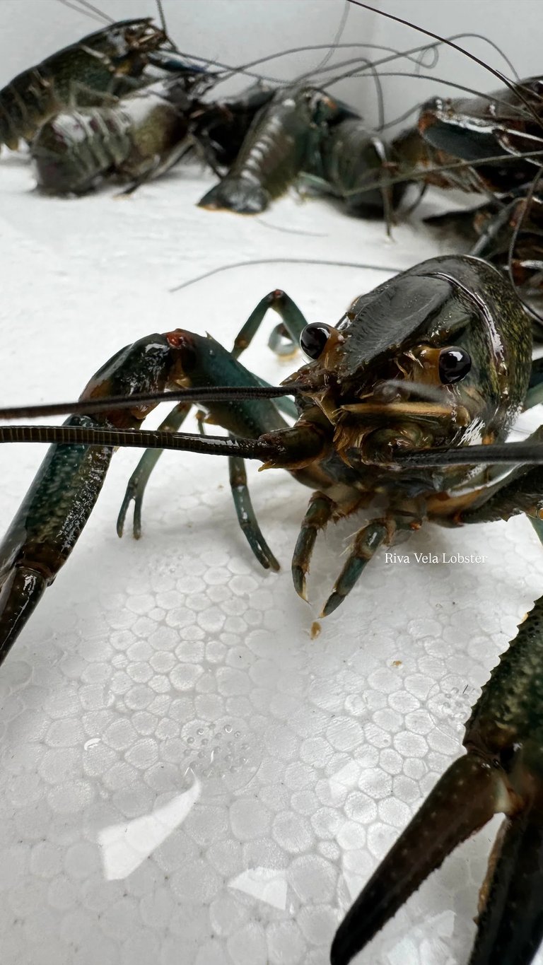 Fresh whole Redclaw lobster with vibrant shell color and premium quality for professional kitchens