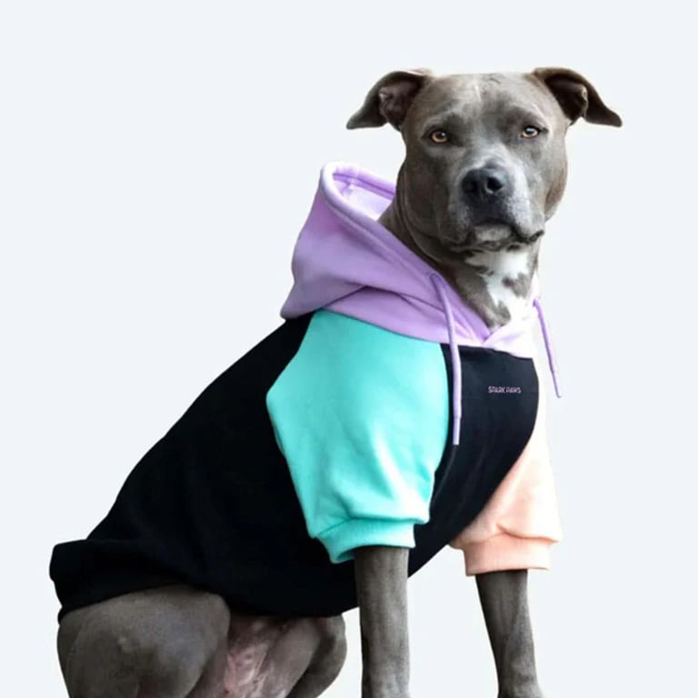 Un perro pitbull con una sudadera con capucha para mascotas de colores pastel en bloques de color sobre un fondo blanco.