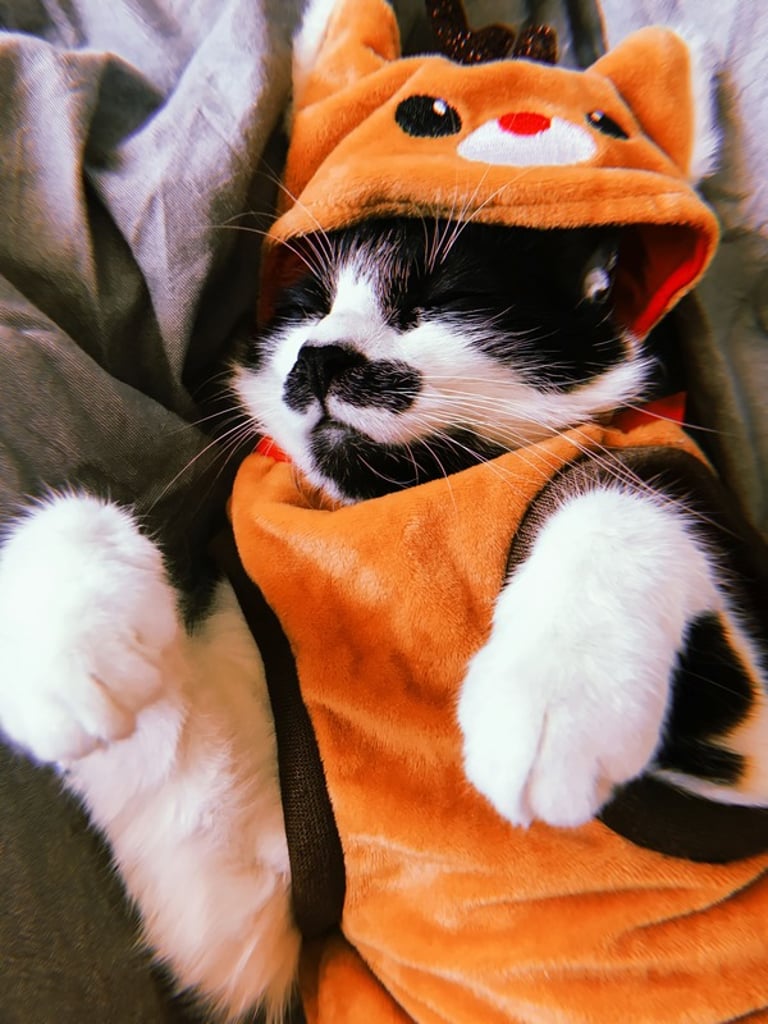 Un gato de color blanco y negro, con pelaje tipo esmoquin, que duerme plácidamente mientras lleva una linda sudadera