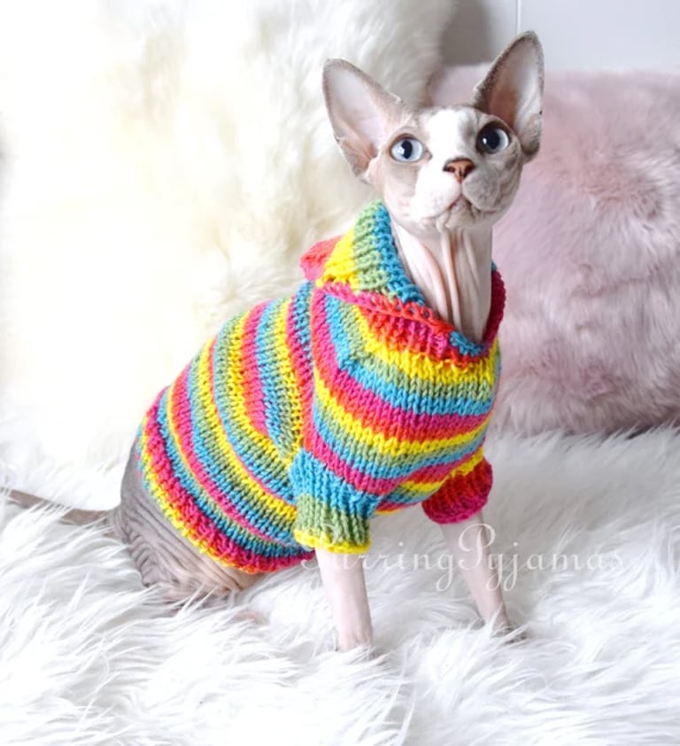 Un gato Sphynx que lleva un suéter de punto con capucha, de colores y rayas de arcoíris.