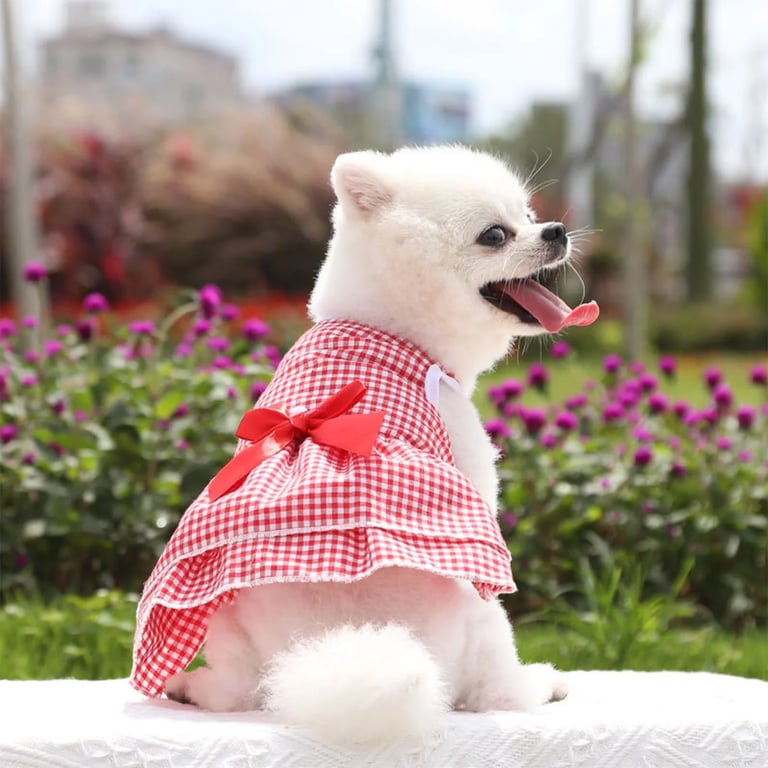 Cachorro de pomerania blanco con un vestido a cuadros rojos y blancos, sentado en un jardín de flores.