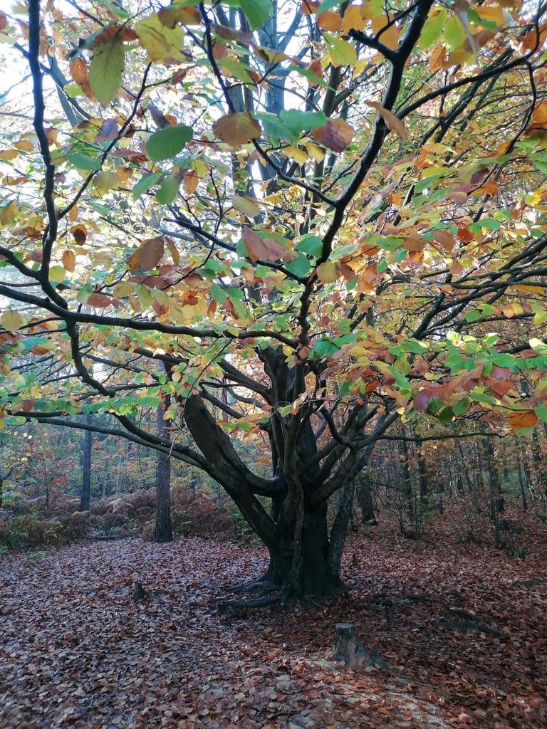 Lebensbaum