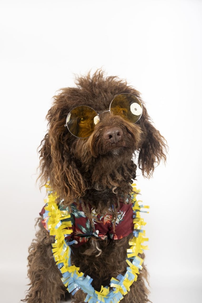 Perro con lentes y colar rojo