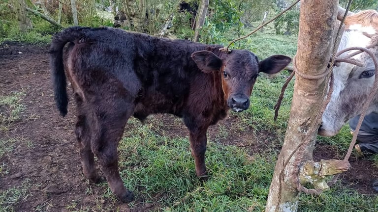 Un joven ternero de color marrón oscuro se encuentra en un pastizal agrícola atado a un poste