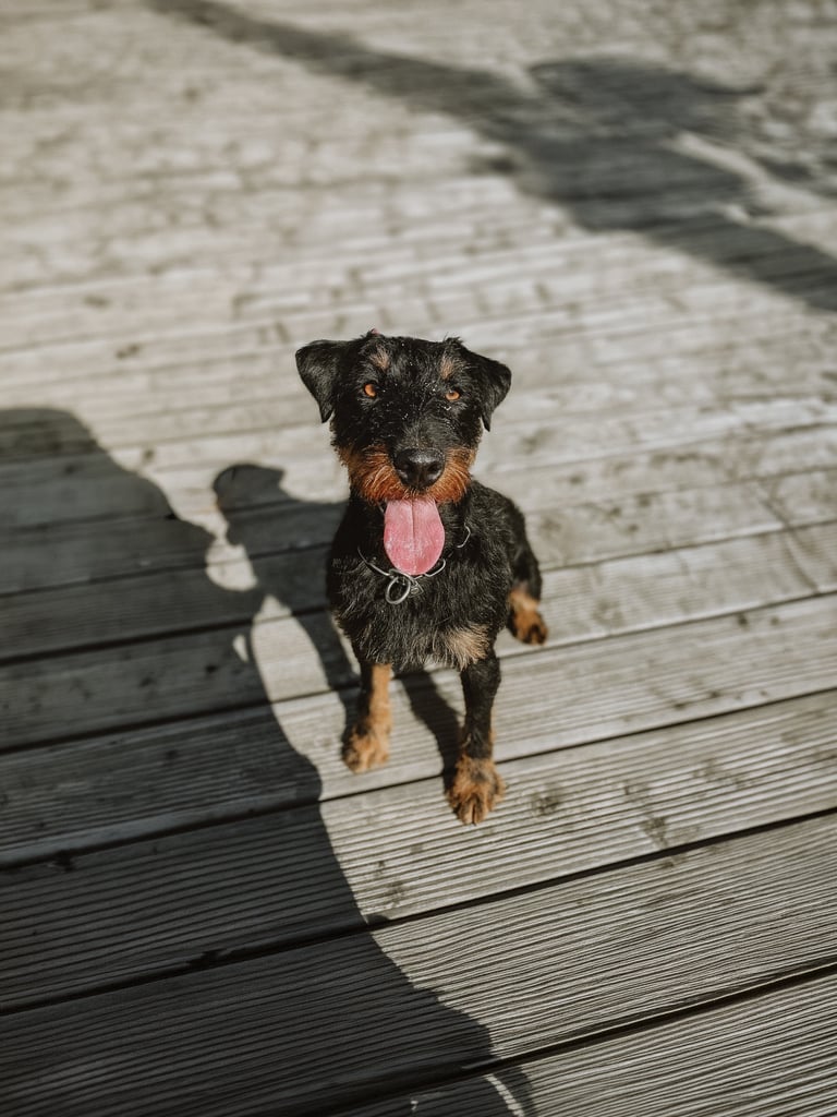 Stöberhund bei Drückjagd