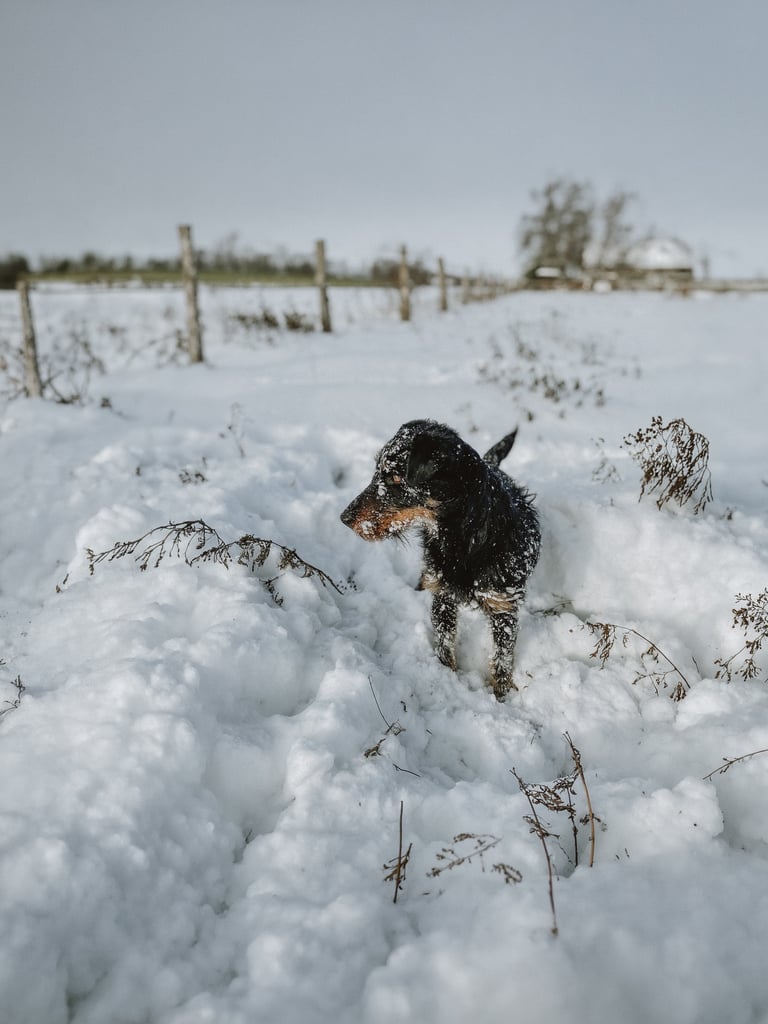 Jagdhund Ausbildung Bauarbeit
