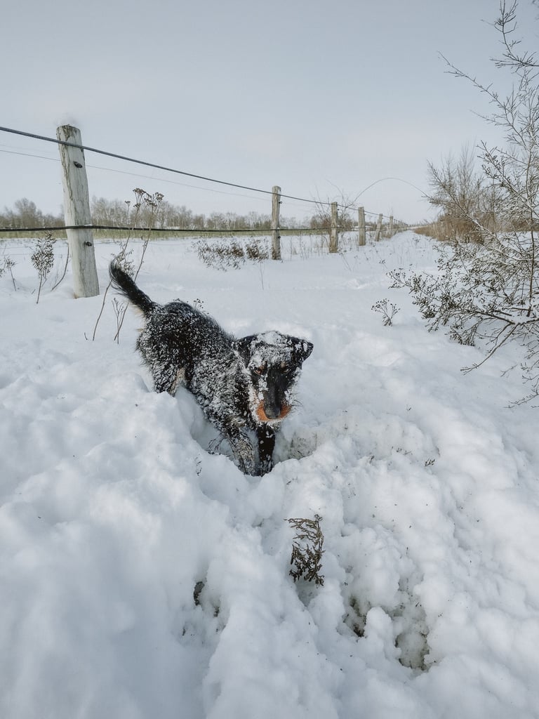 Jagdhund Ausbildung Bauarbeit