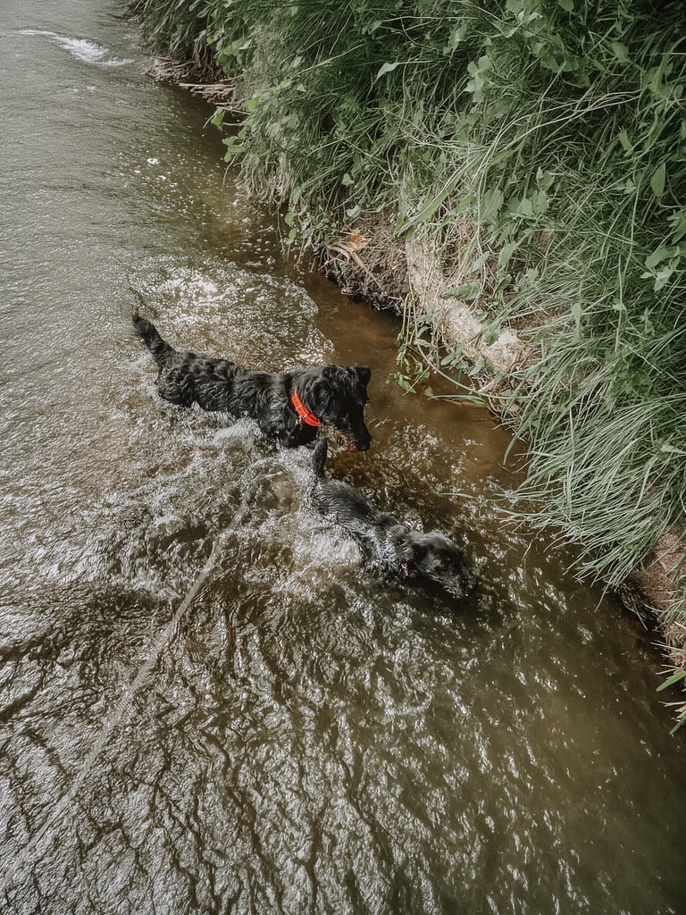 Stöberhund bei Drückjagd