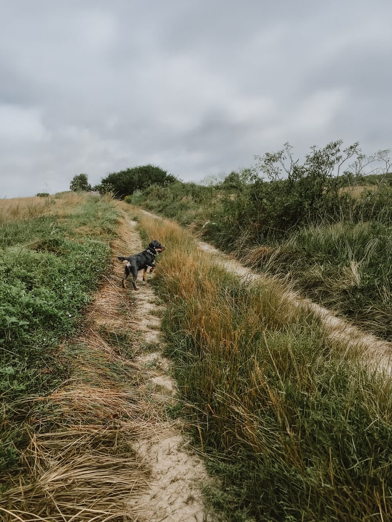 Stöberhund bei Drückjagd