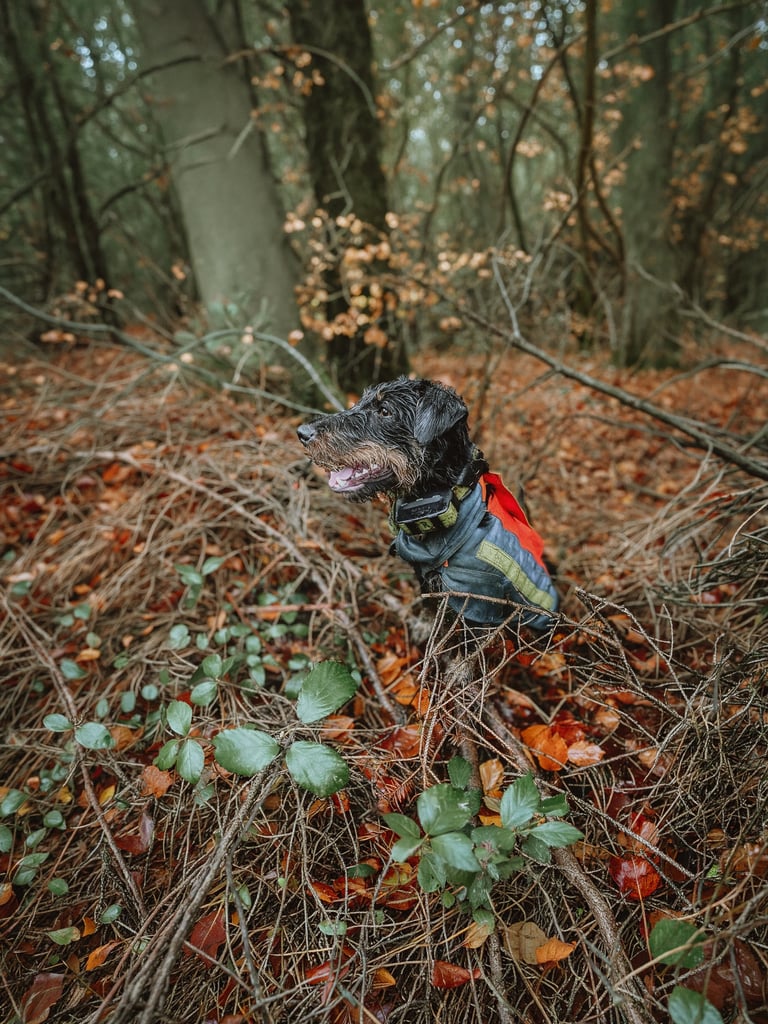 Stöberhund bei Drückjagd