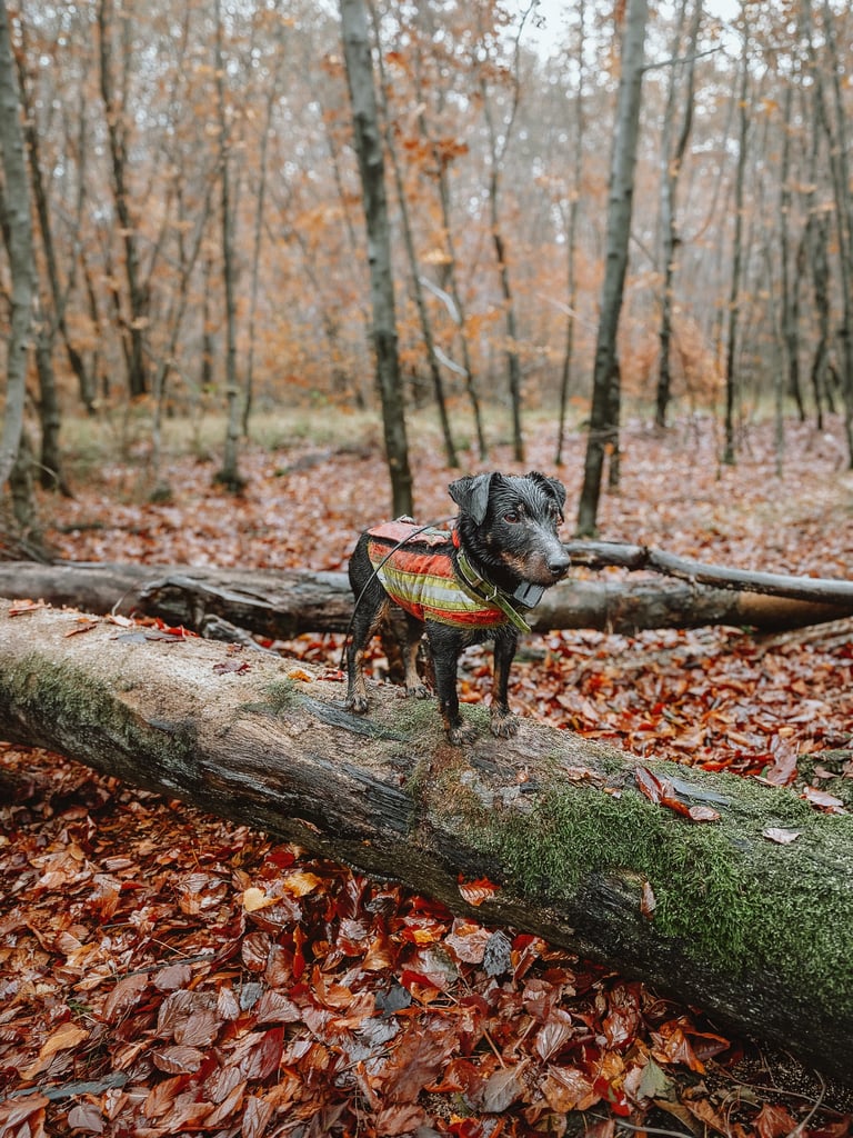 Stöberhund bei Drückjagd