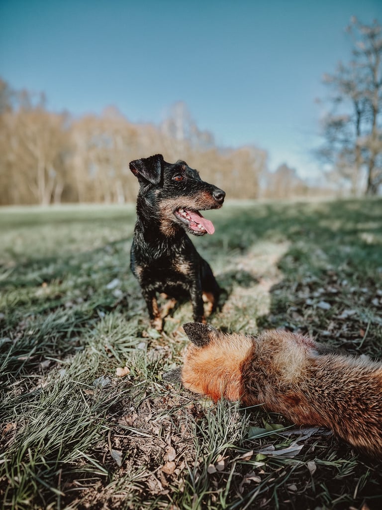 Stöberhund bei Drückjagd