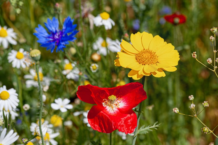 Colorful wildflowers in a meadow of wildflowers
