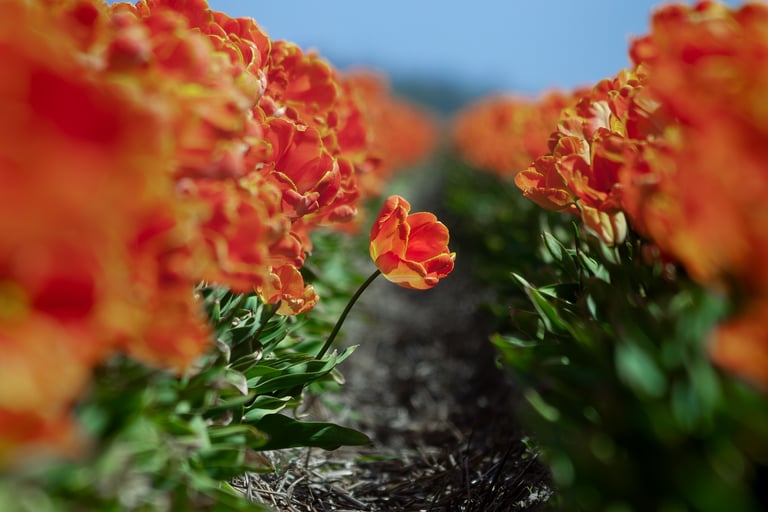 Red tulip leaning into a path between two fields of red tulips in the Netherlands