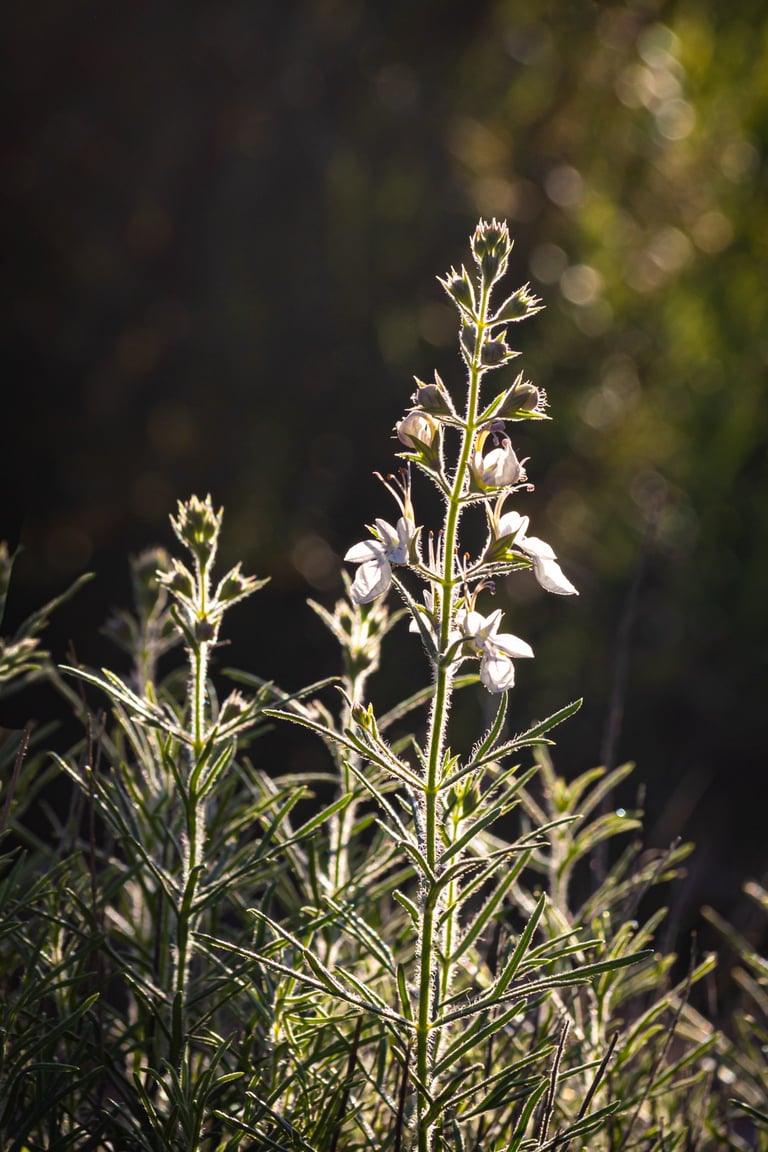 White wild flowers illuminated by the morning sun