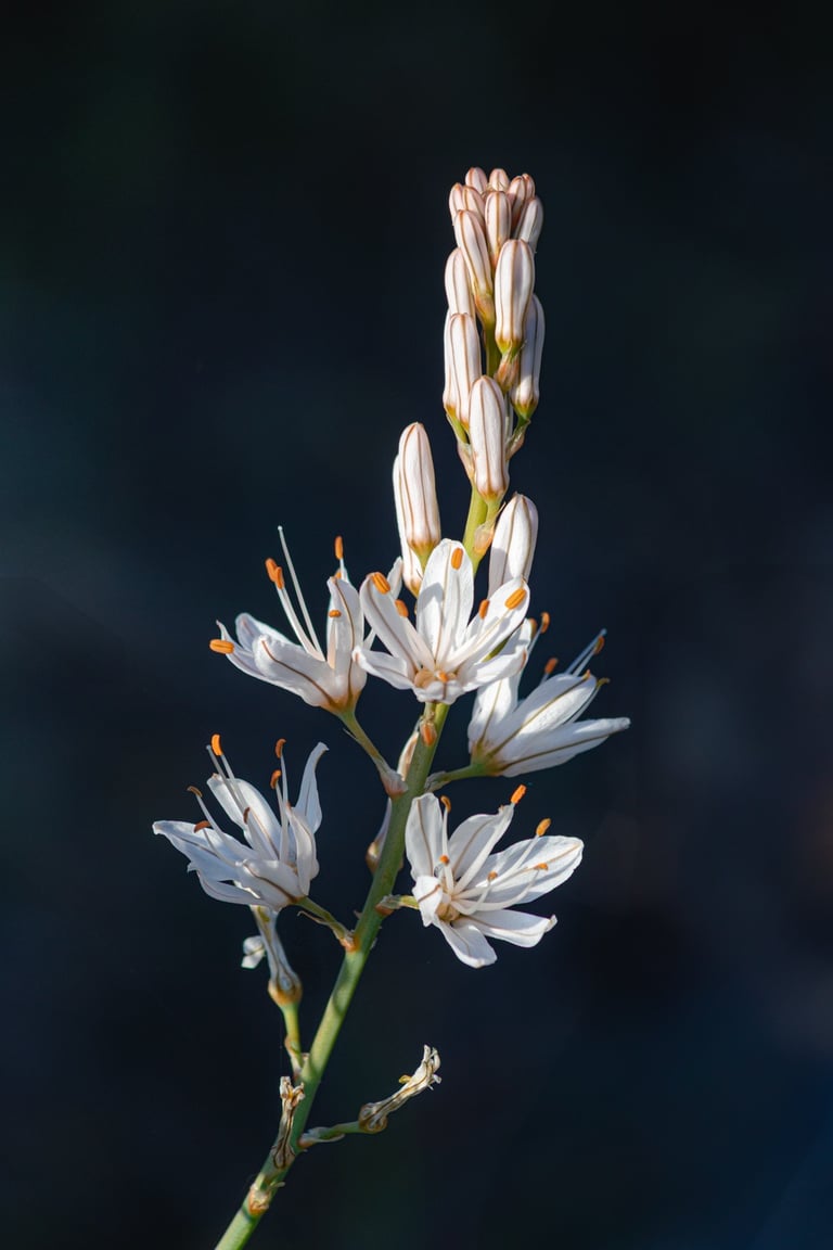 White wild flower against a dark blue gray background