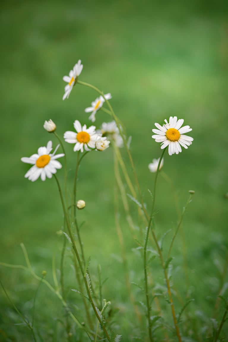 Daisies in a grassy field