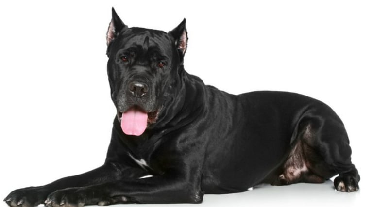 Cane Corso Puppies For Sale logo
