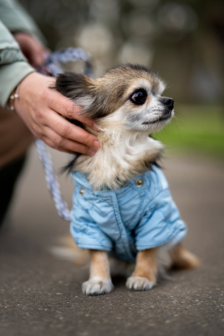 Perrito con chamarra azul