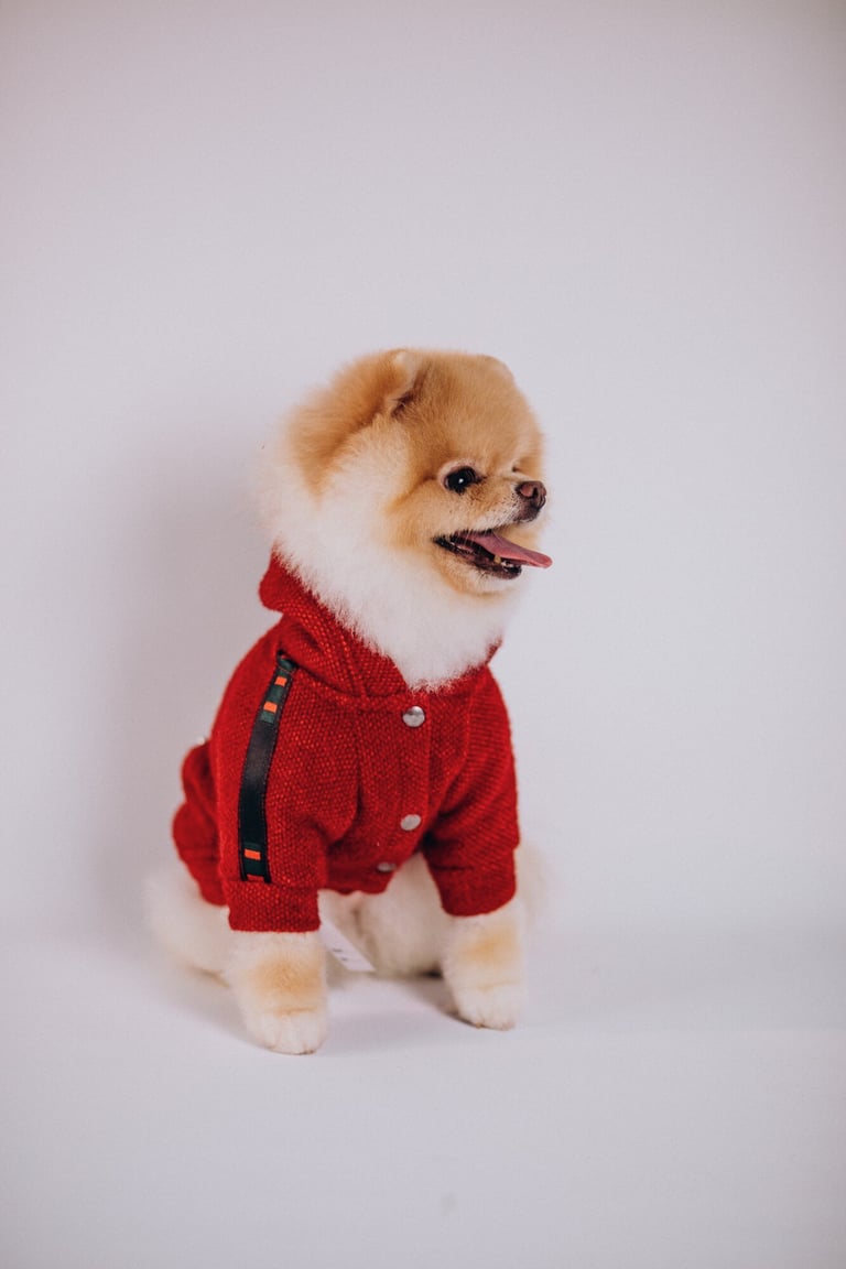 Perrito con ropa roja